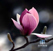 �������ͼ