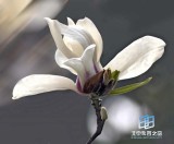 �������ͼ