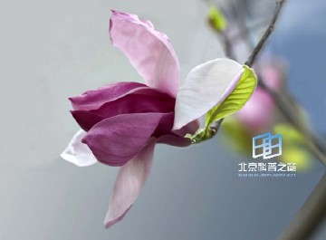 �������ͼ