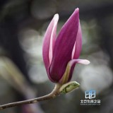 �������ͼ