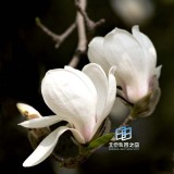 �������ͼ