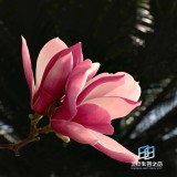 �������ͼ