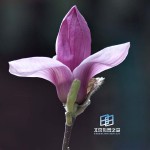 �������ͼ