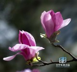 �������ͼ