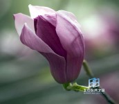 �������ͼ