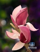 �������ͼ