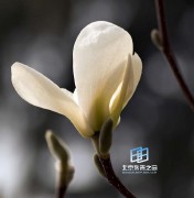 �������ͼ