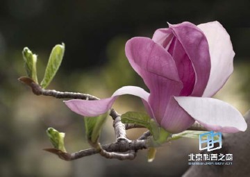 �������ͼ