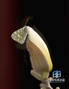 �������ͼ