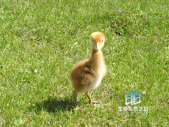 �������ͼ