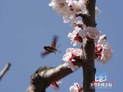 �������ͼ