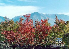 �������ͼ