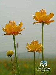 �������ͼ