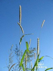 �������ͼ