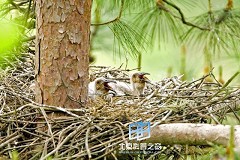 �������ͼ