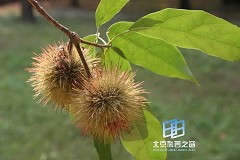 �������ͼ