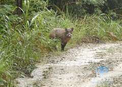 �������ͼ