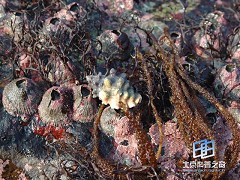 �������ͼ