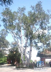 �������ͼ