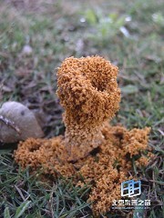 �������ͼ