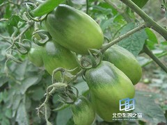 �������ͼ