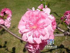 �������ͼ