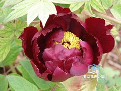 �������ͼ