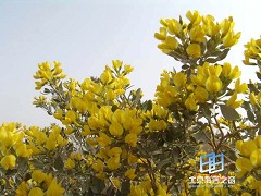 �������ͼ