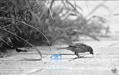 �������ͼ