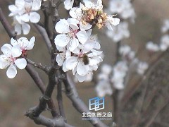 �������ͼ