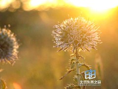 �������ͼ