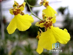 �������ͼ