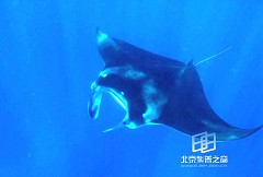 �������ͼ