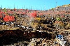 �������ͼ