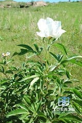 �������ͼ