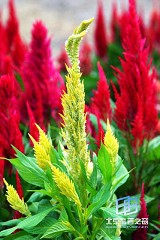 �������ͼ