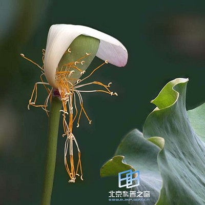 �������ͼ