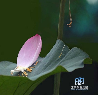 �������ͼ