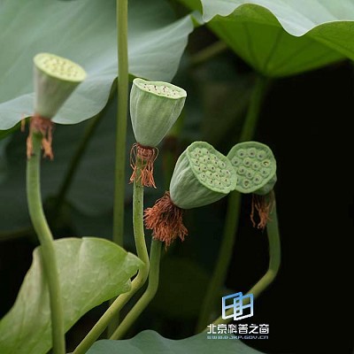 �������ͼ