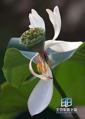 �������ͼ