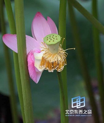 �������ͼ