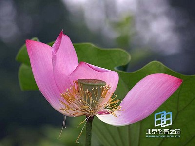 �������ͼ