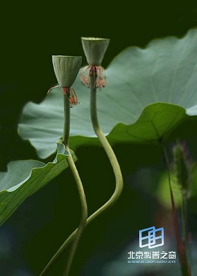 �������ͼ