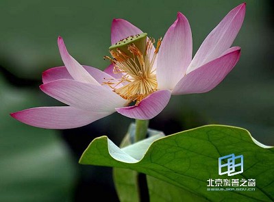 �������ͼ