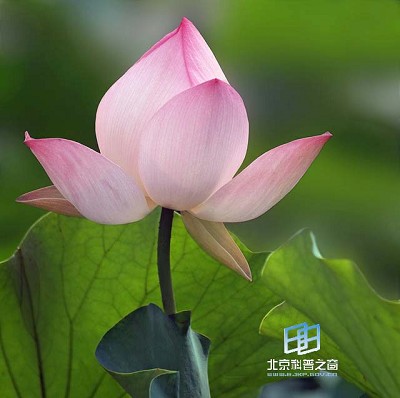 �������ͼ