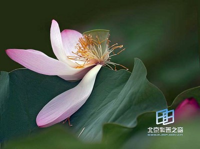 �������ͼ