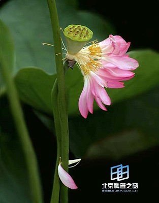 �������ͼ