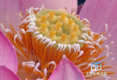 �������ͼ