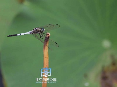 �������ͼ