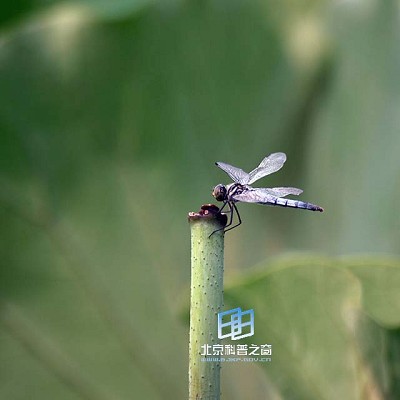 �������ͼ